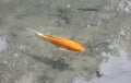 KoiÃ¢â¬â¹ fish, Crap fishÃ¢â¬â¹ swimming in natural ponds.